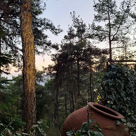 Paradise Peek, * Plátresz