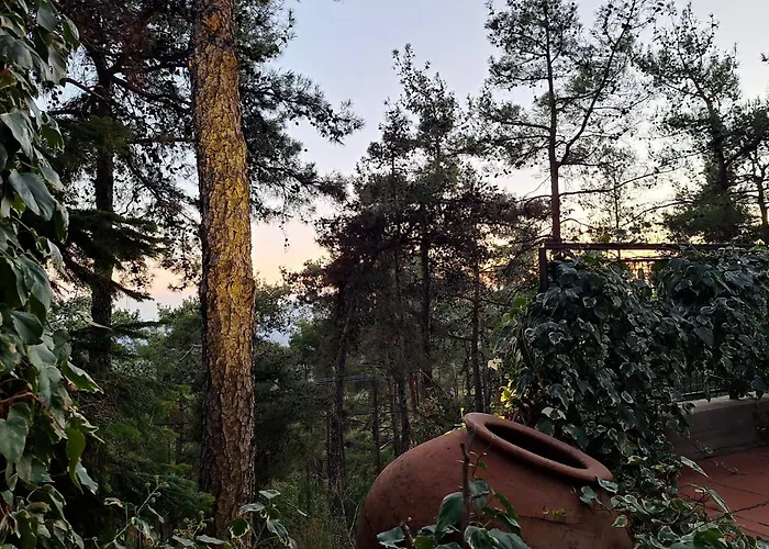 Paradise Peek, * Платрес